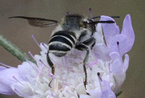 Réf. 197 381 : Megachile sp.